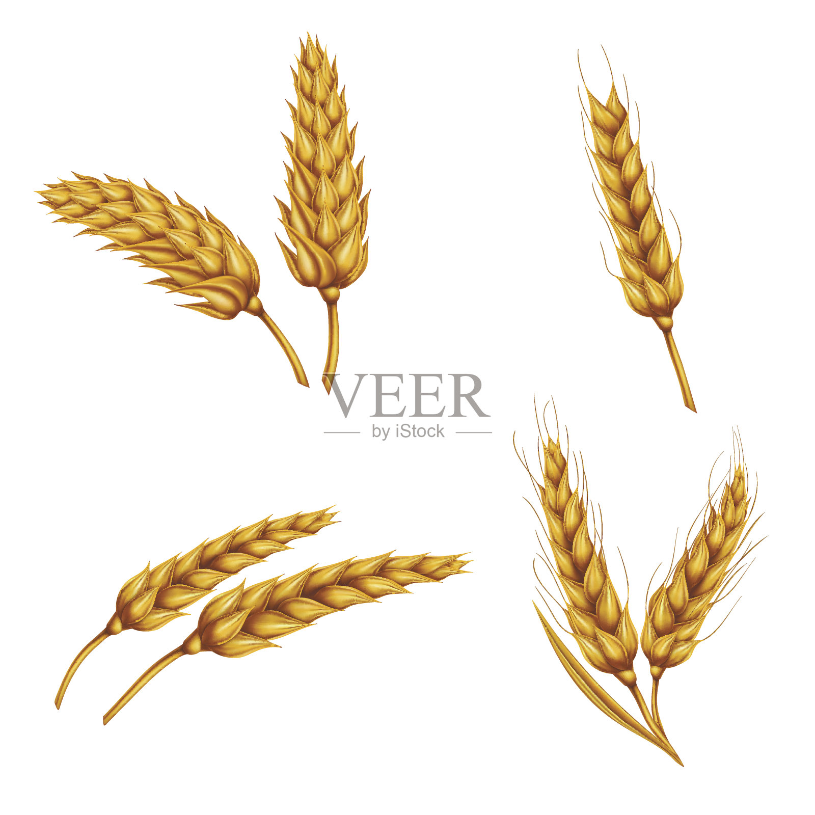 在白色背景上孤立的小麦的小穗，谷粒，捆的一套向量插图。设计元素图片
