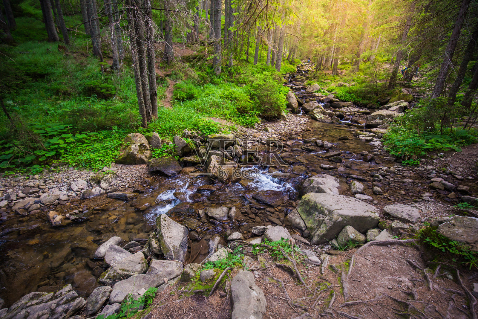 山河在树林里。乌克兰喀尔巴阡山。照片摄影图片