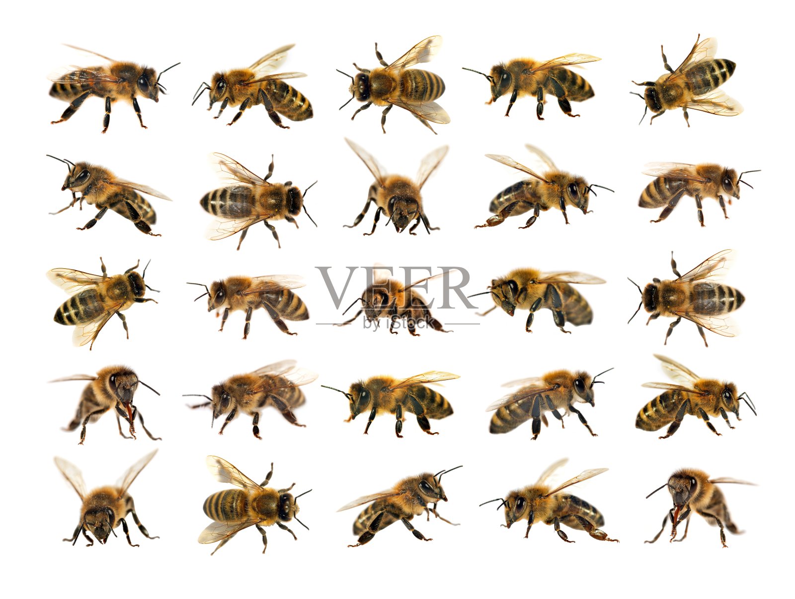 一群蜜蜂或白色背景上的蜜蜂，称为蜜蜂照片摄影图片