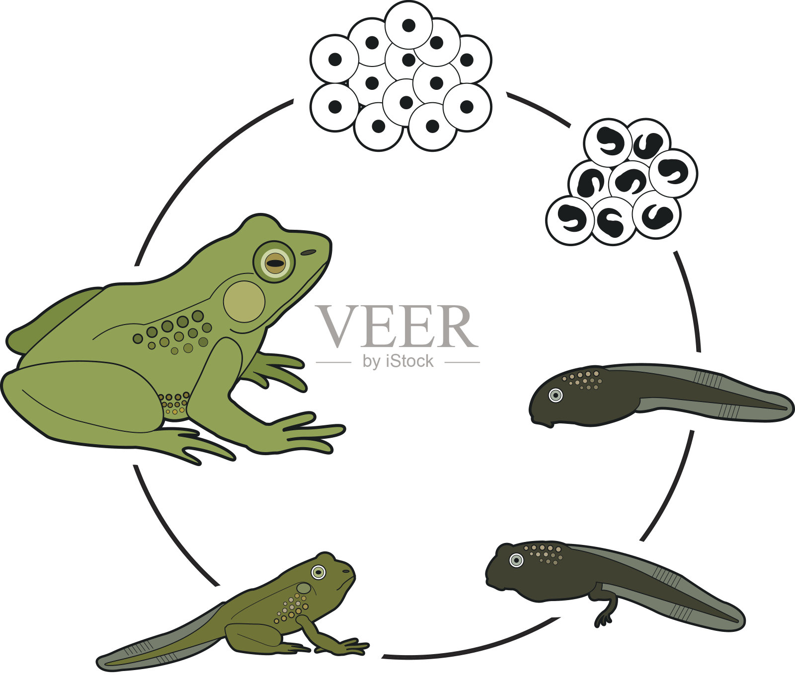青蛙的生命周期设计元素图片