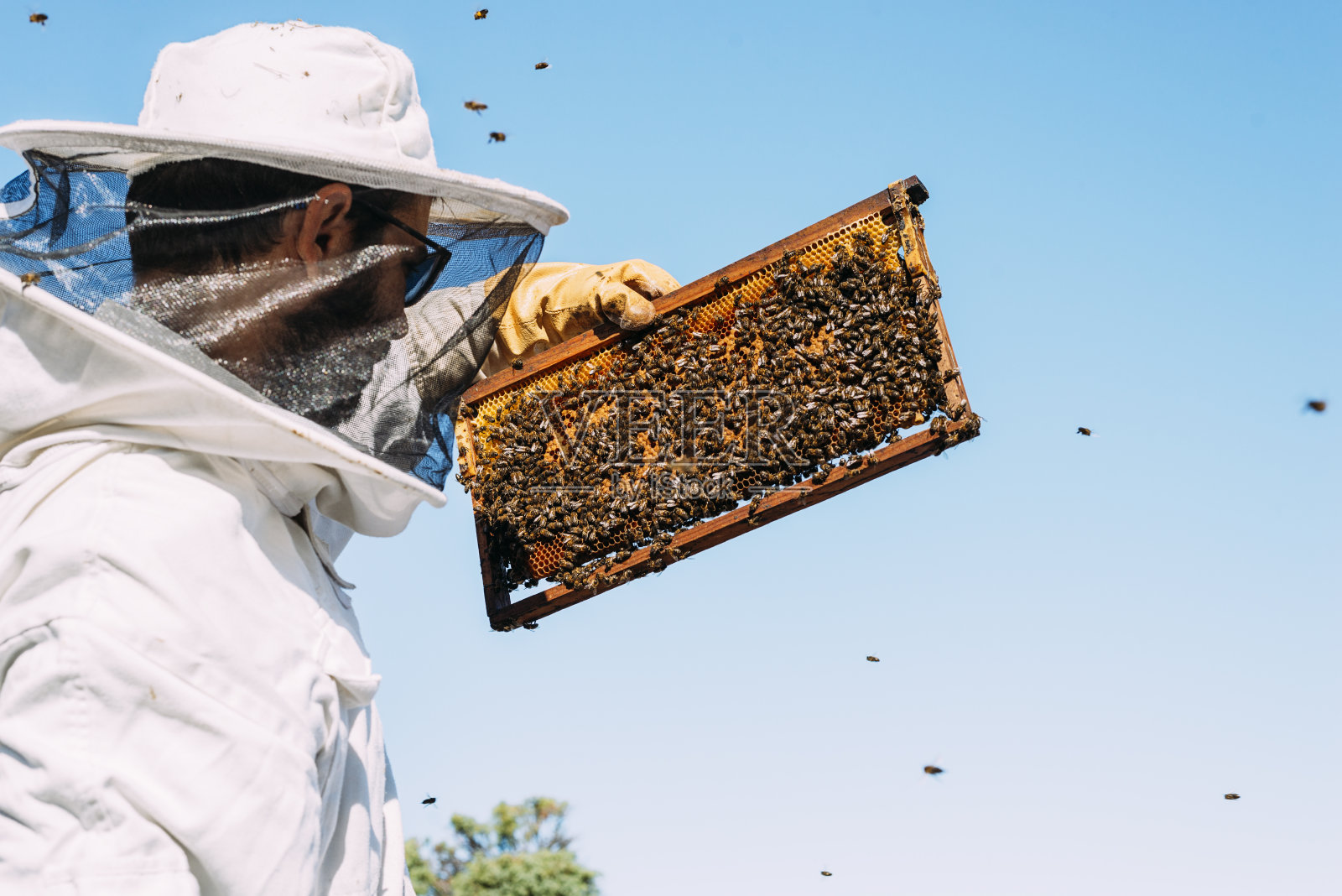采蜜的养蜂人。照片摄影图片