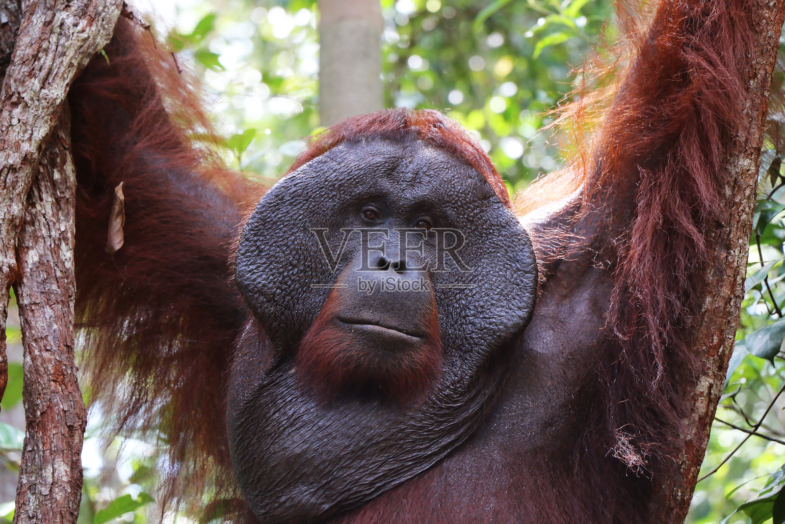 婆罗洲丹戎普汀国家公园，悬挂的雄性阿尔法猩猩的特写。照片摄影图片