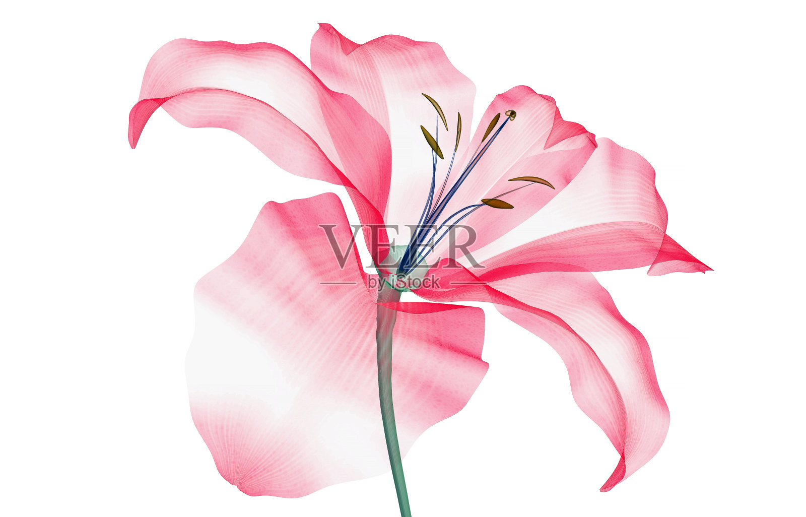 白色百合上的一朵花的x光图像照片摄影图片