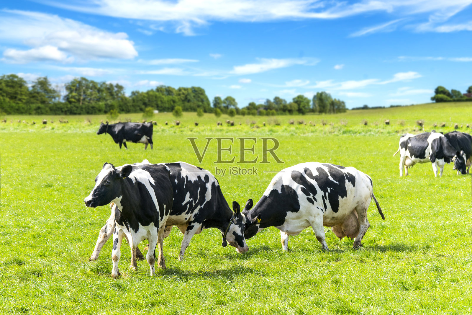 黑色和白色的牛在绿色的田野上战斗照片摄影图片