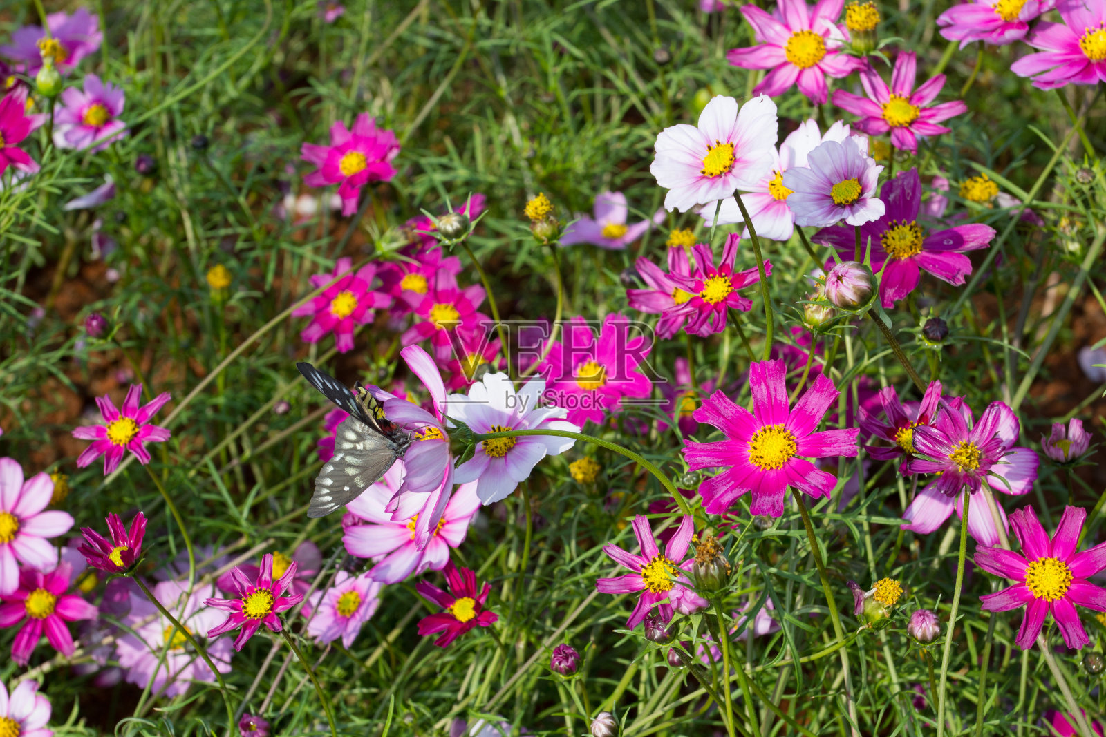 阳光下盛开的五颜六色的萼花照片摄影图片