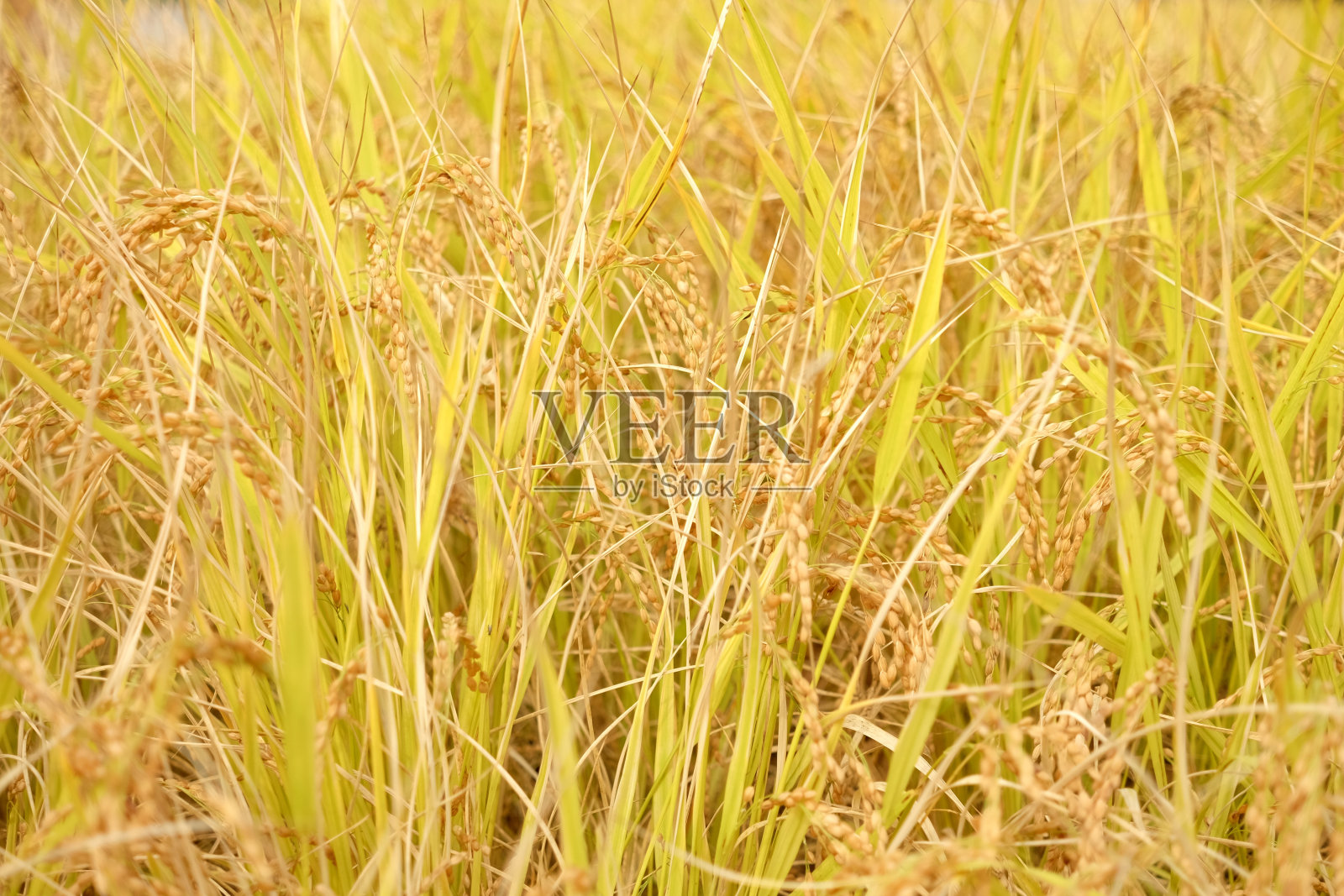 大田成熟的稻麦照片摄影图片