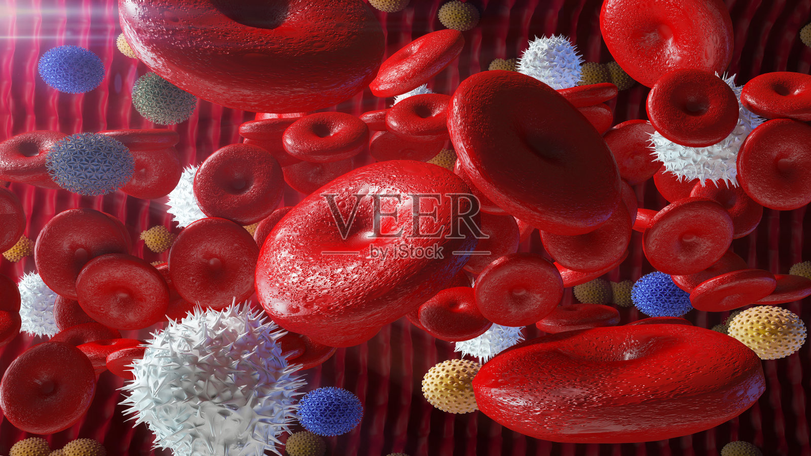 动脉中的红细胞照片摄影图片