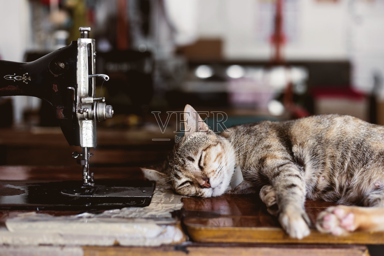 猫睡在桌子上和旧缝纫机照片摄影图片