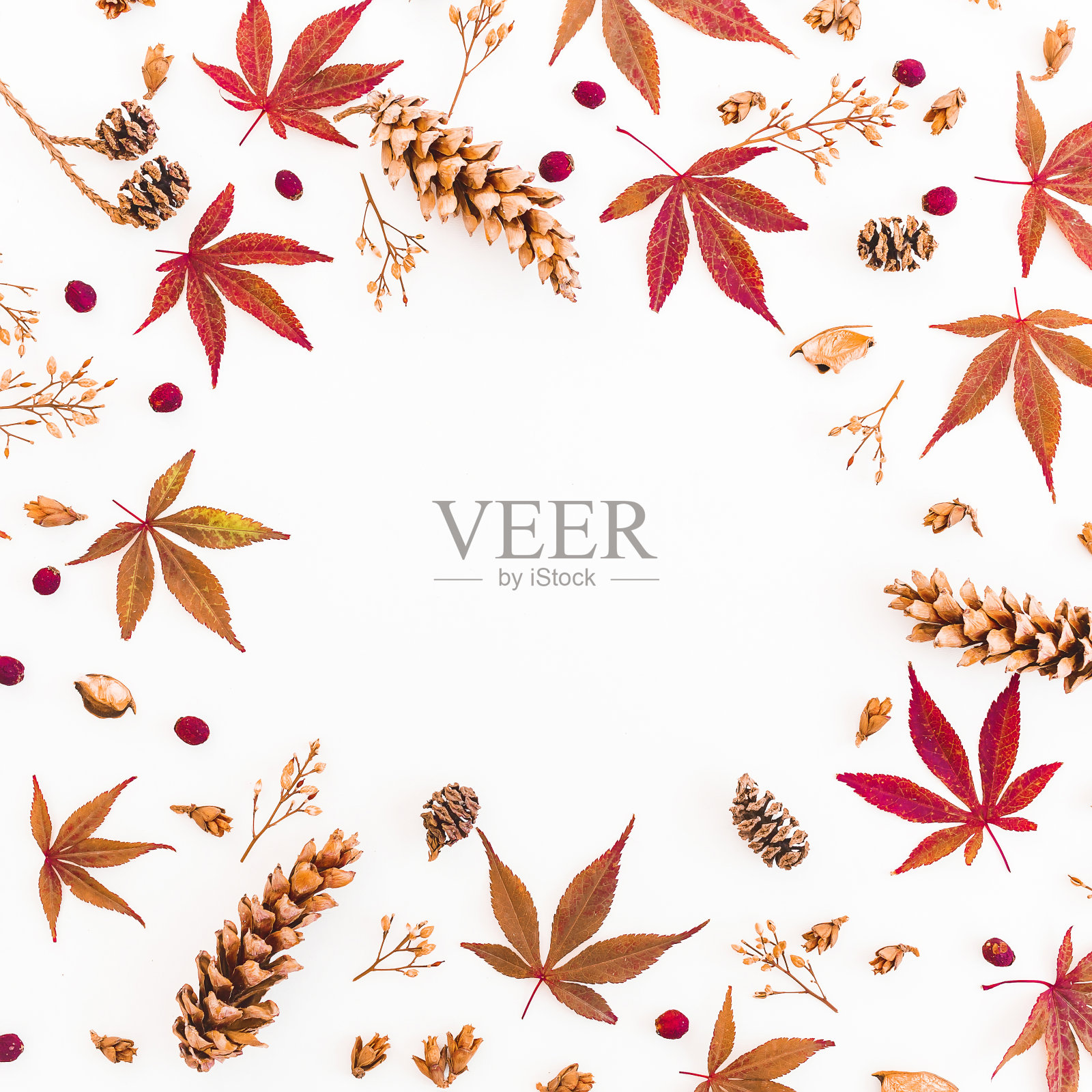 圆形框架的秋叶，干花和松果在白色的背景。平铺，俯视图，拷贝空间。照片摄影图片