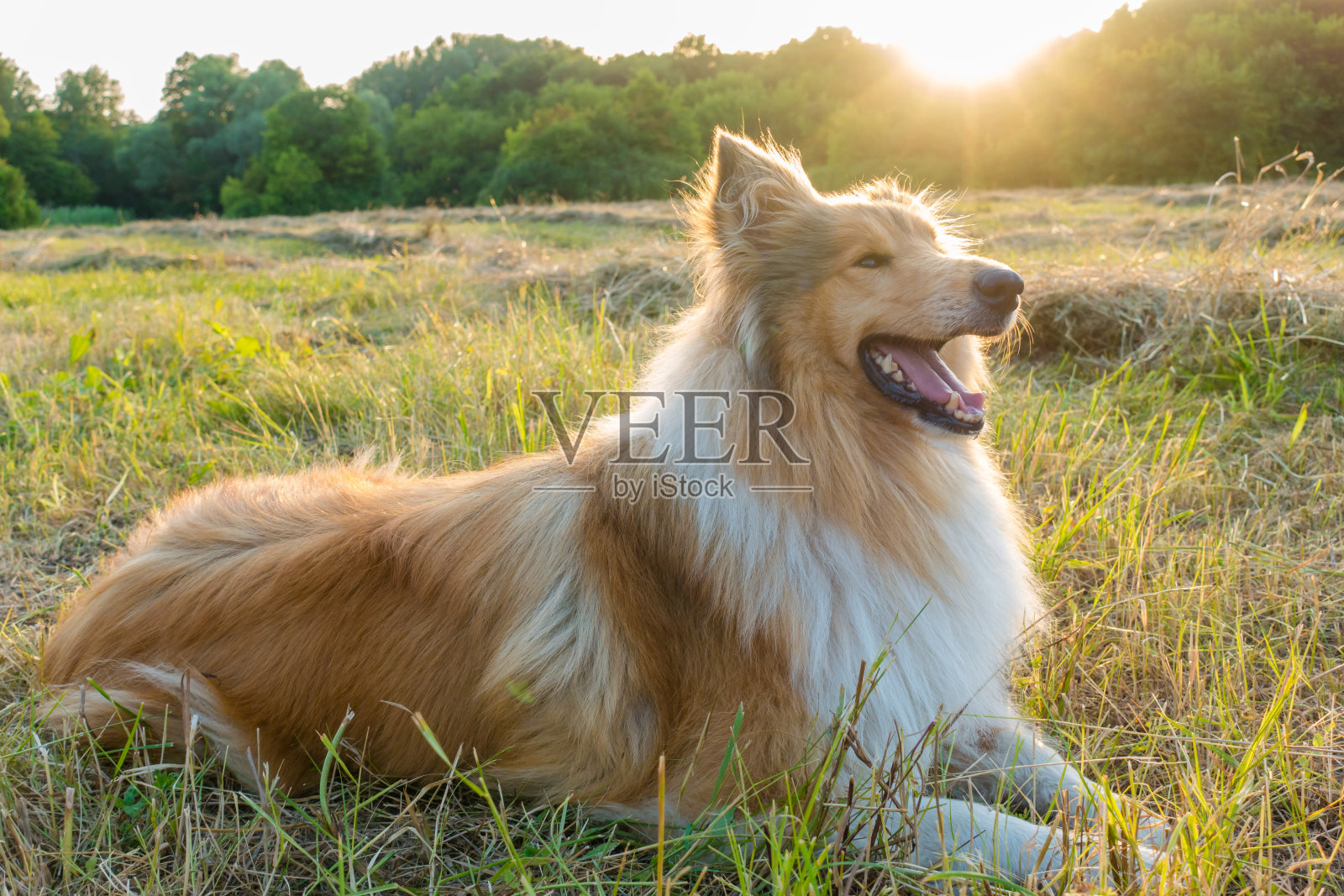 阳光下，绿色田野上的柯利犬照片摄影图片