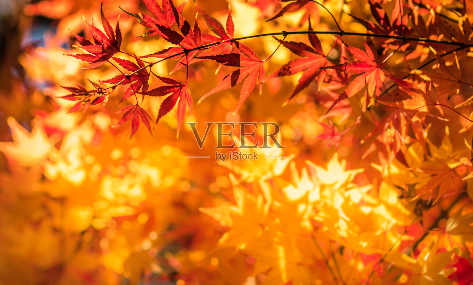 秋天的落叶，很浅的聚焦照片摄影图片