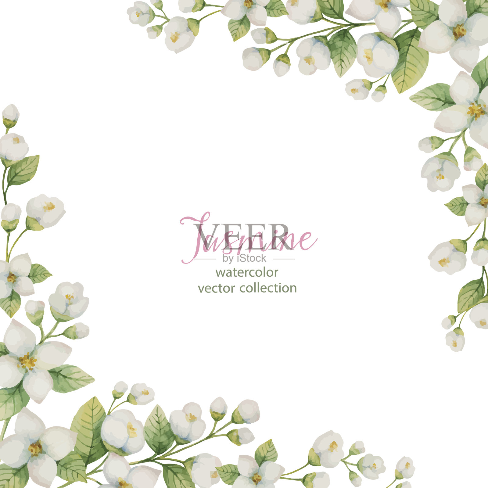 水彩向量框架的花和分支茉莉孤立在一个白色的背景。插画图片素材