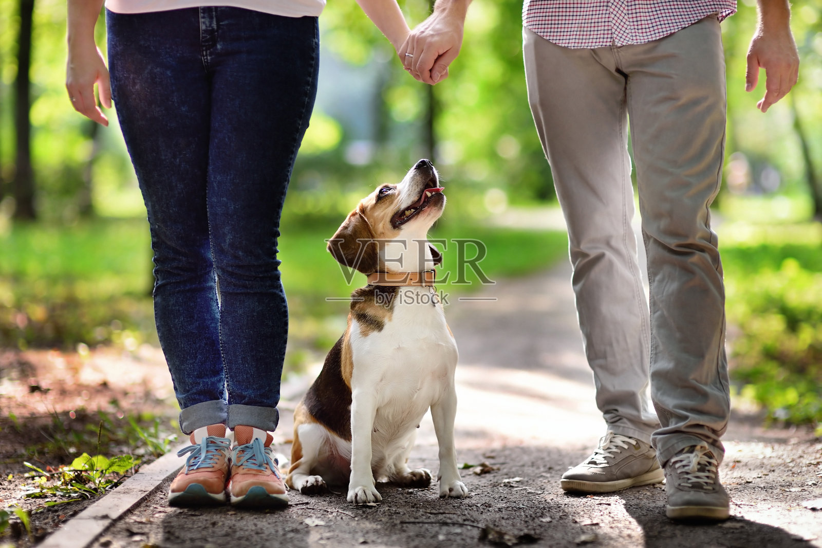 一对年轻夫妇带着比格尔犬在夏季公园散步照片摄影图片