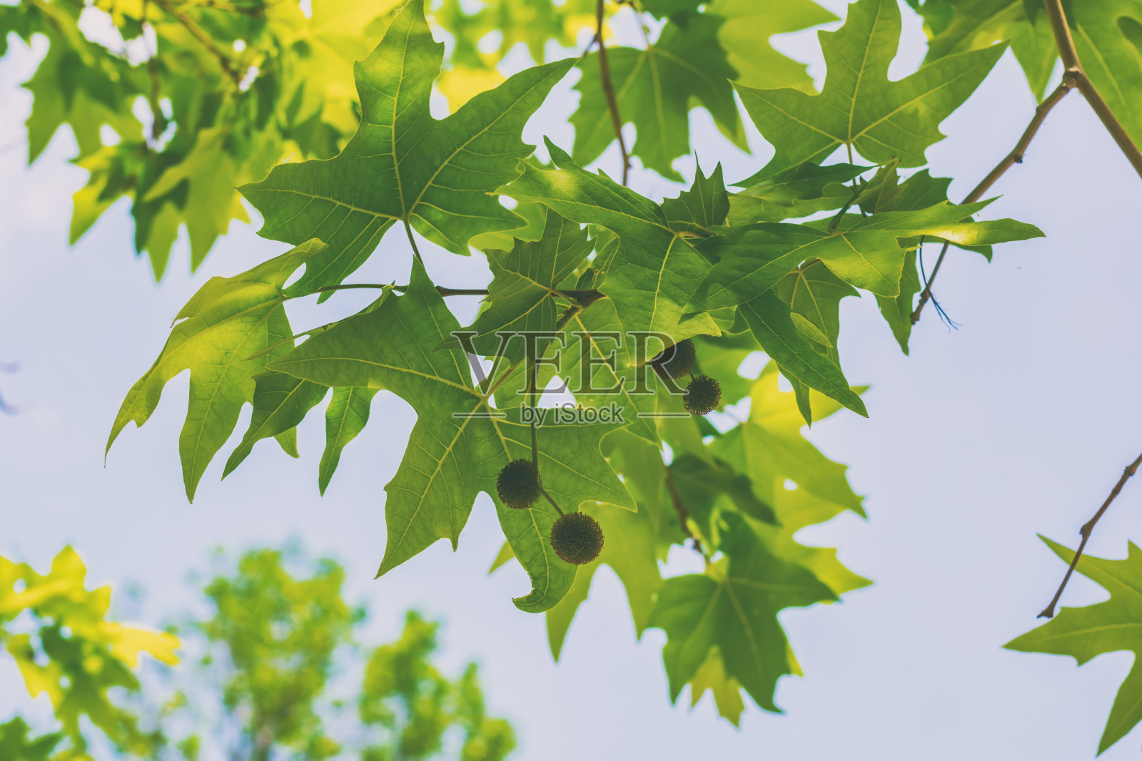 超过 100 张关于“梧桐树”和“自然”的免费图片 - Pixabay