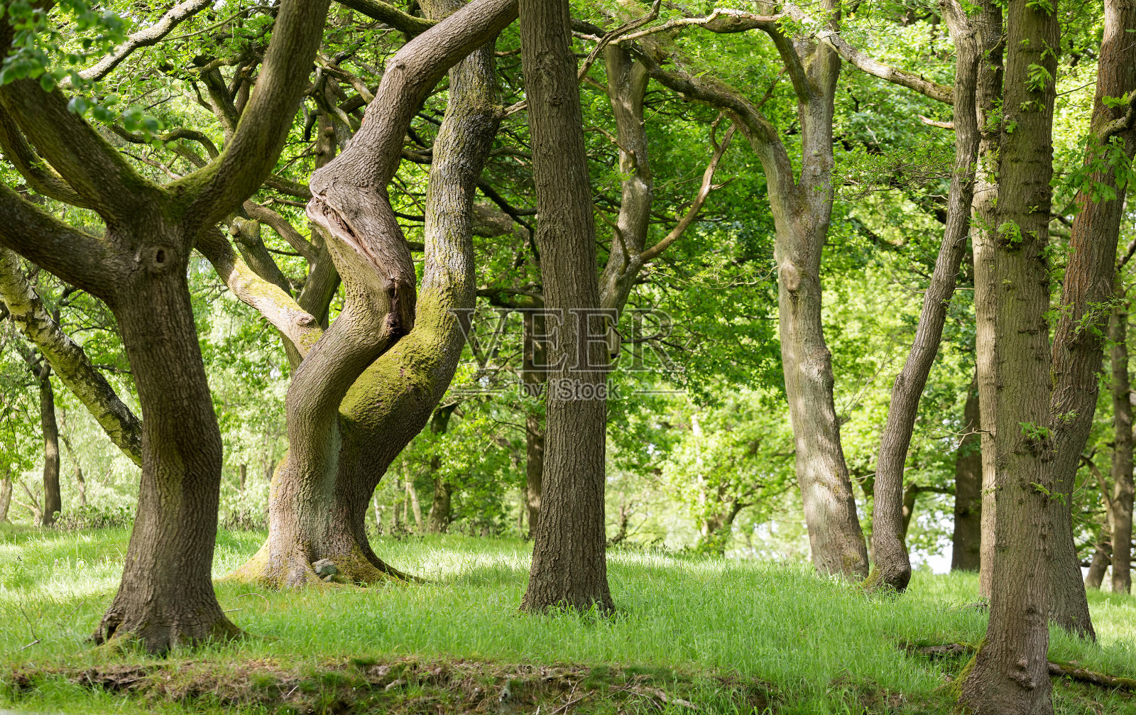 典型的英国落叶林照片摄影图片