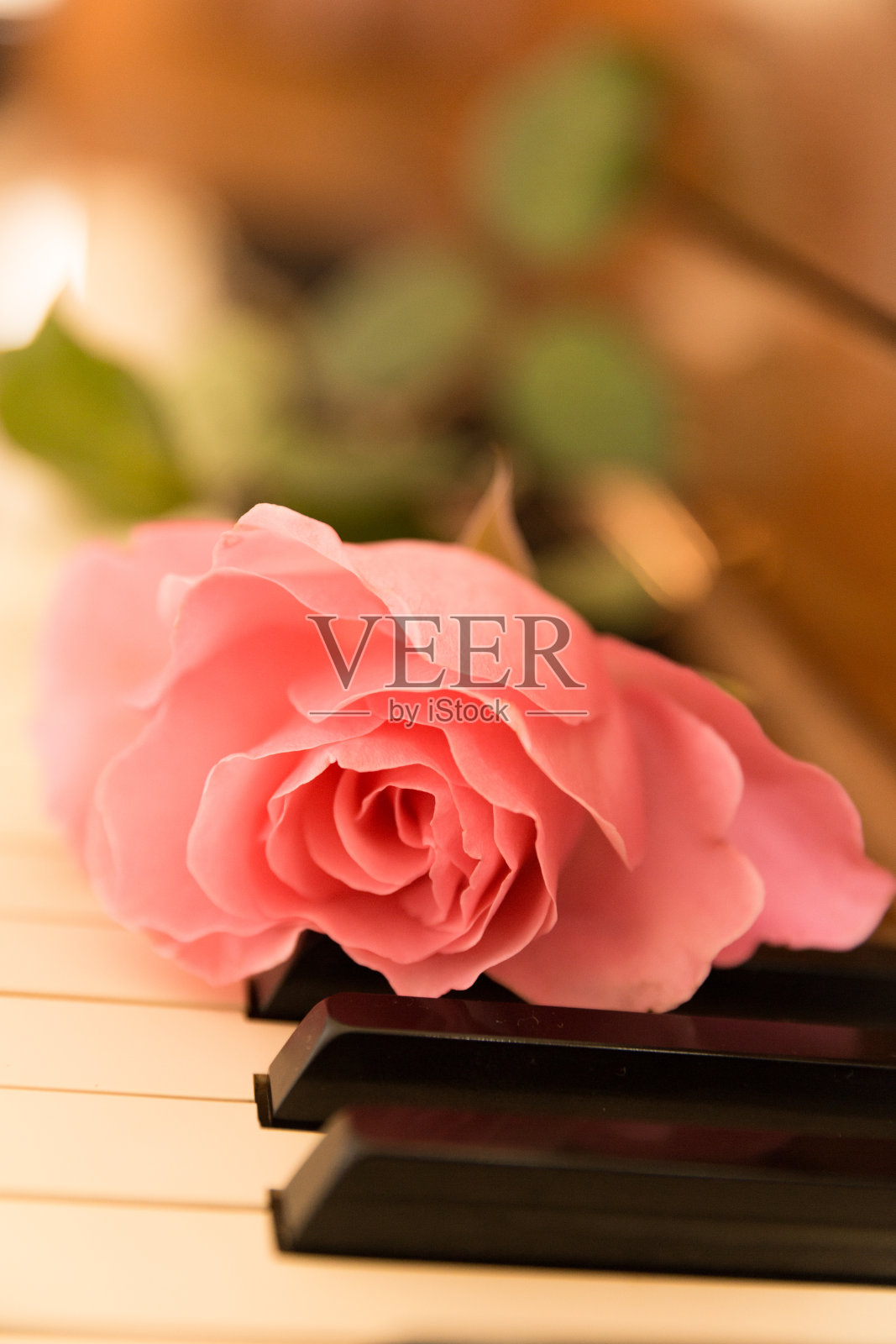旧木钢琴上放着粉红玫瑰照片摄影图片