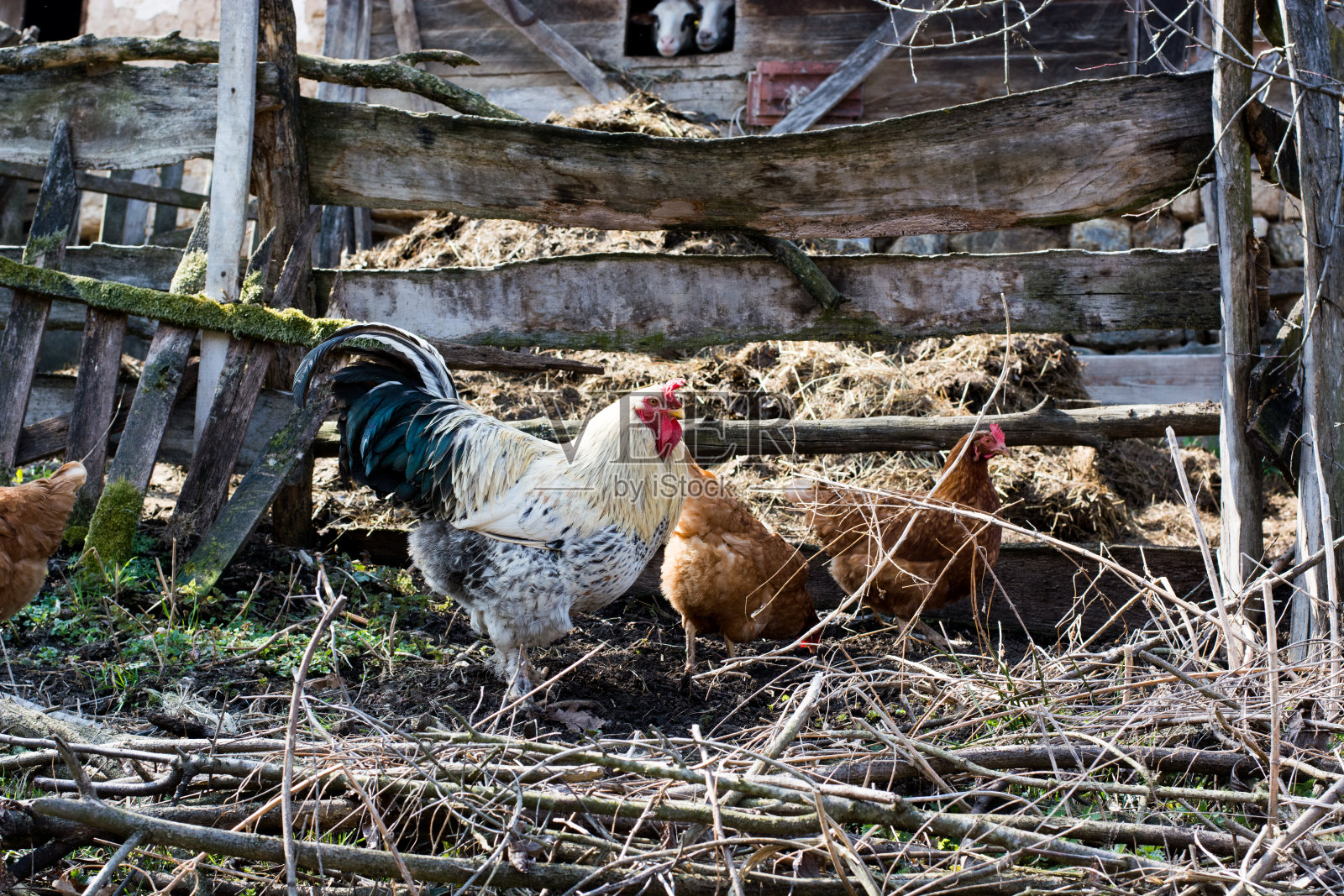 在阳光明媚的日子里，母鸡和公鸡在传统的农村谷仓院子里觅食。照片摄影图片