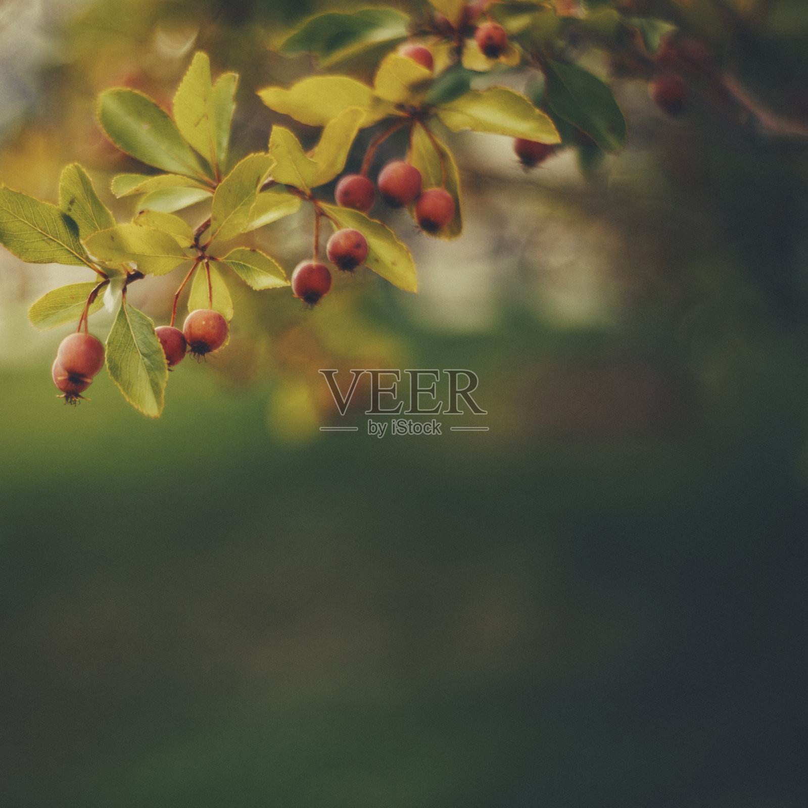 秋天自然的图像山楂树与浆果照片摄影图片
