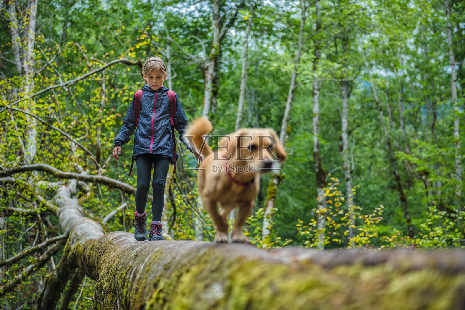 女孩带着狗在森林里徒步旅行照片摄影图片