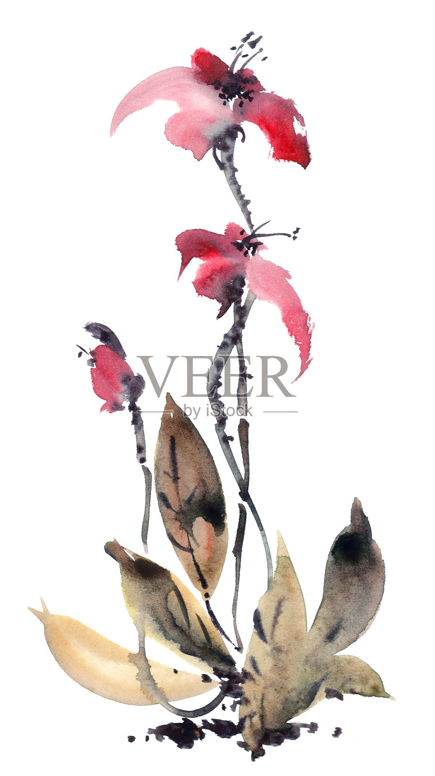 水彩兰花的花插画图片素材