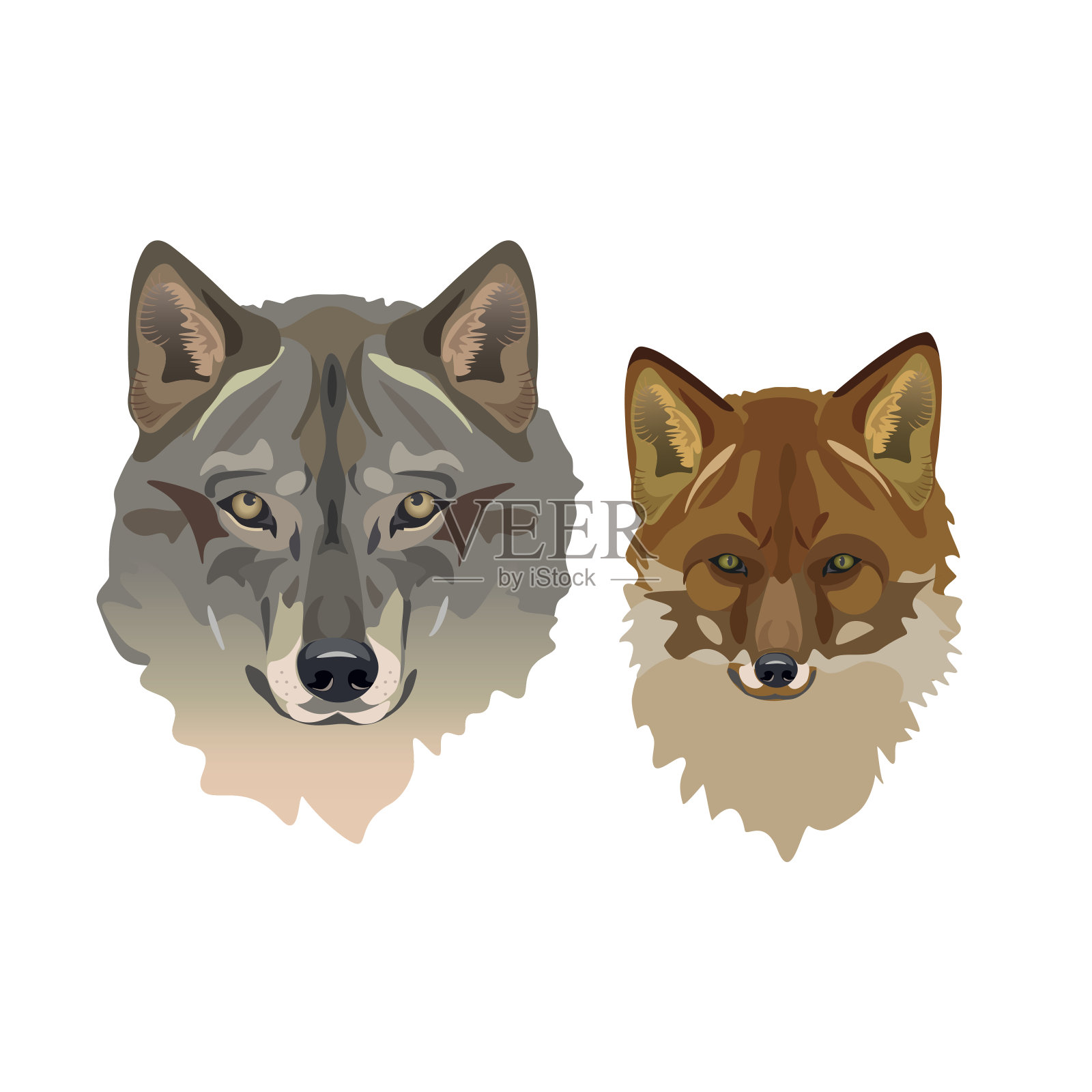 狼和狐狸插画图片素材