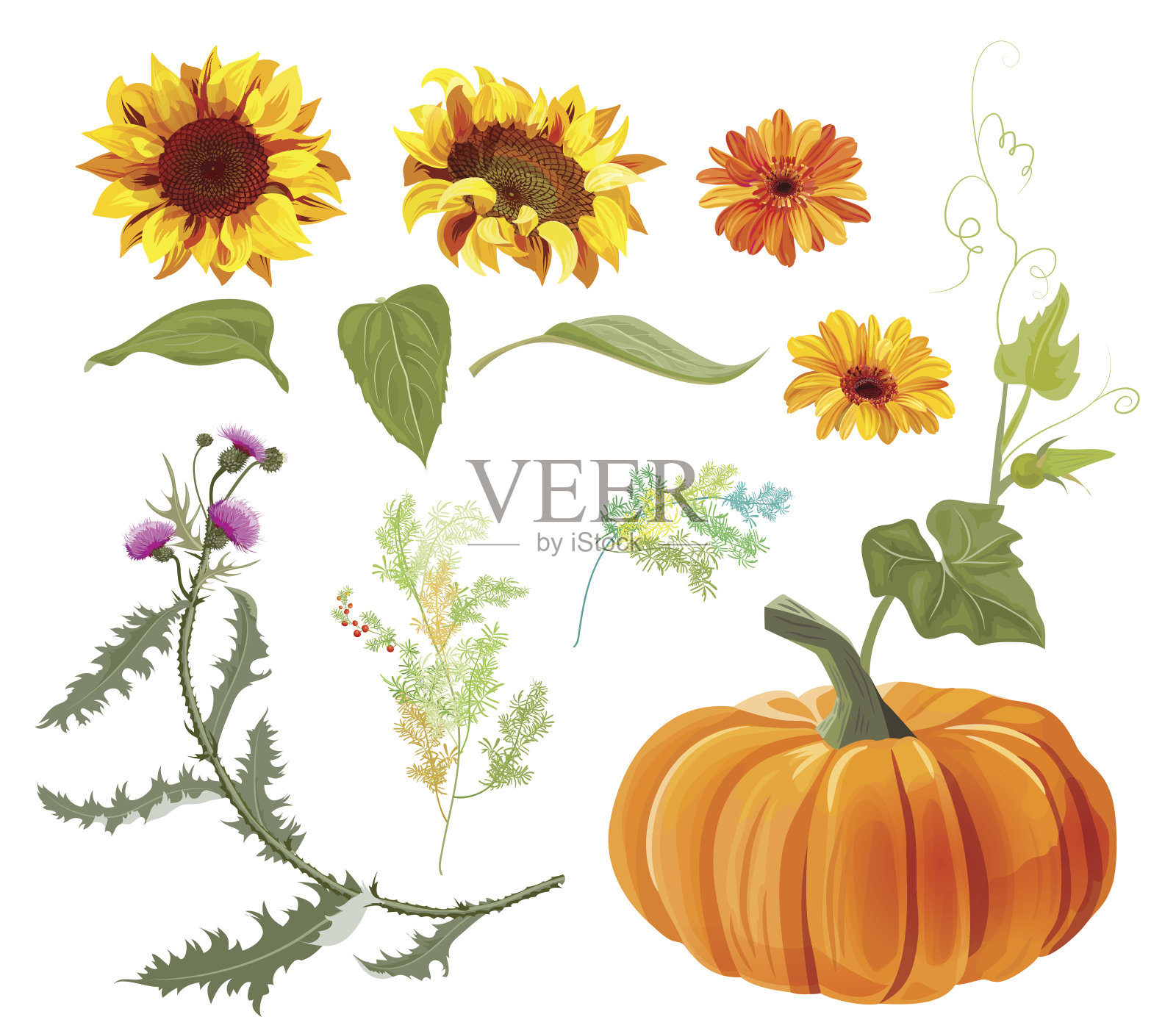 秋季植物:橙色的南瓜，黄色的向日葵，非洲菊，蓟，绿色的小树枝，红色的芦笋浆果，白色的背景。数字绘图，设计收集，矢量设计元素图片