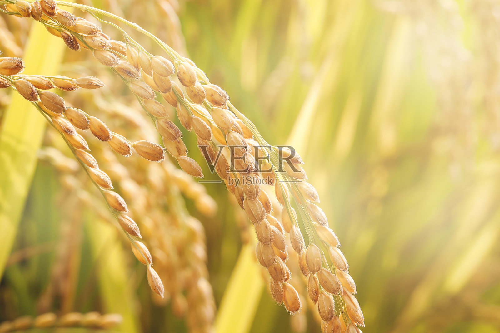 秋天在农场种植水稻的特写照片摄影图片