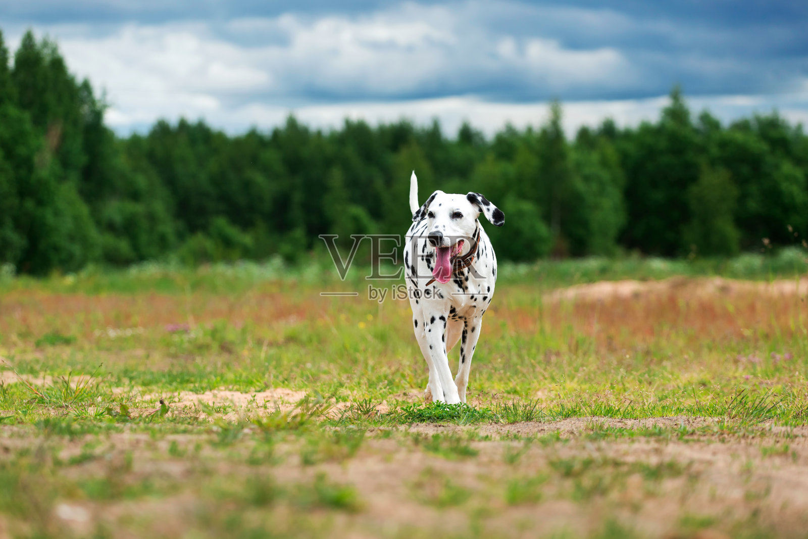 可爱的狗在田野上奔跑照片摄影图片