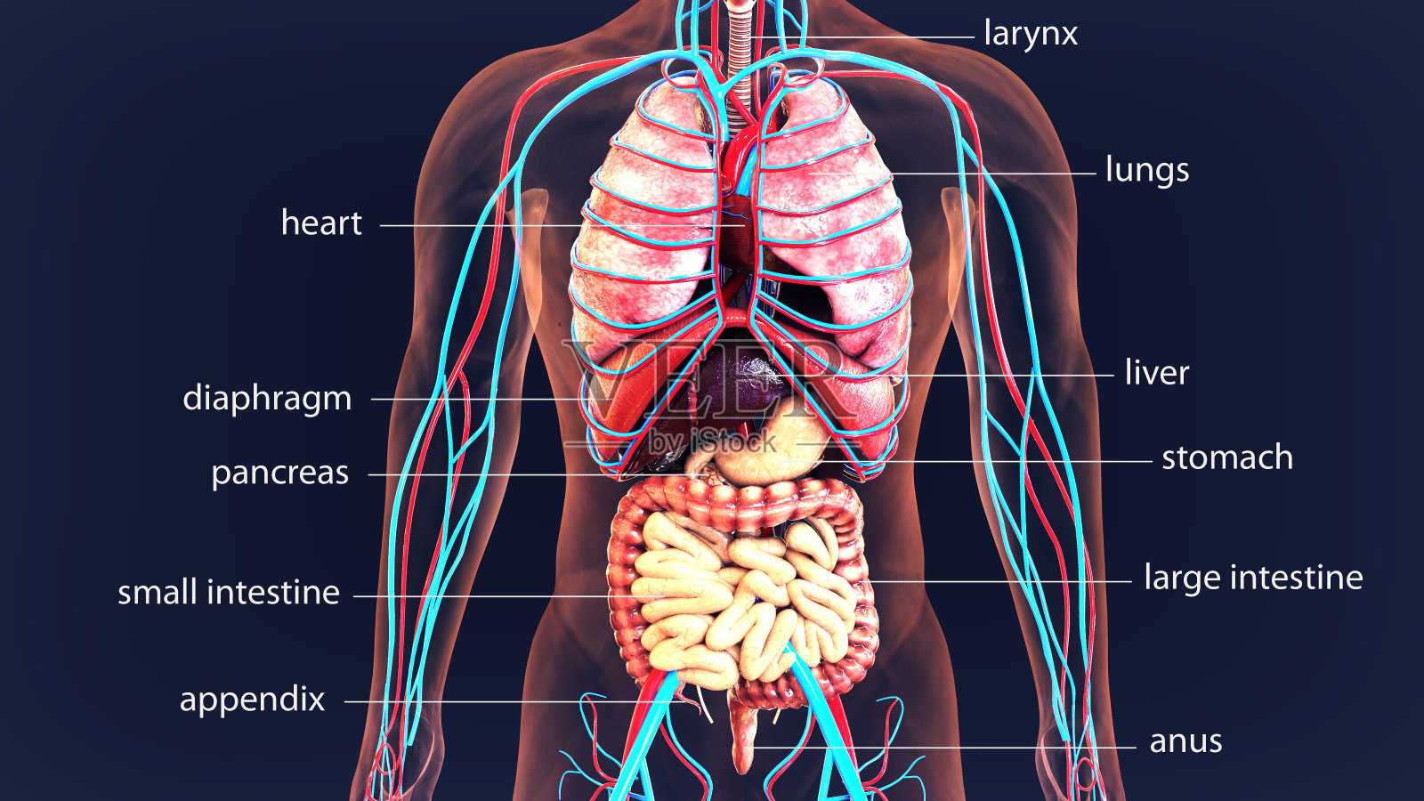 人体器官、人体系统的三维插图。照片摄影图片