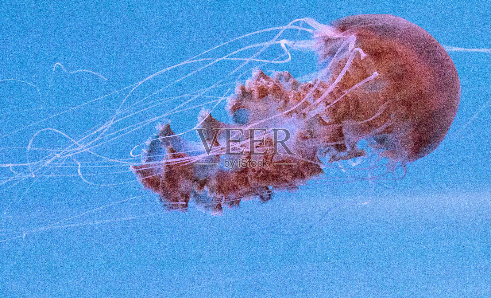 黑海荨麻水母Chrysaora achlyos照片摄影图片