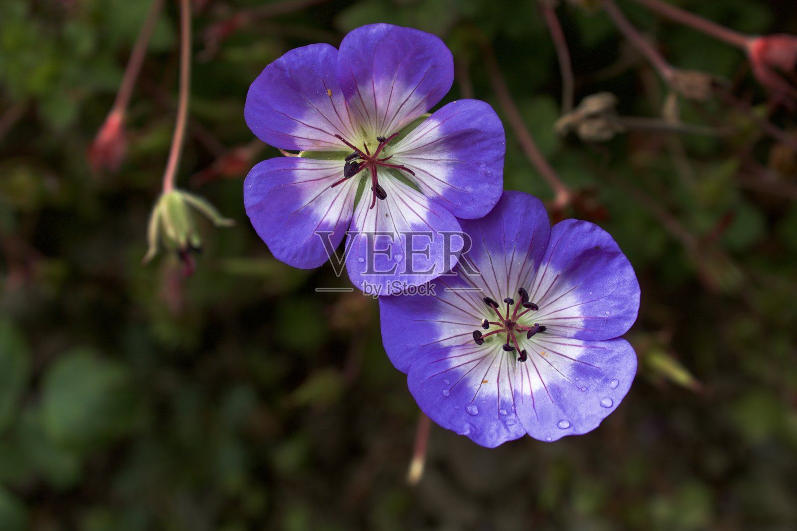 紫色的天竺葵照片摄影图片