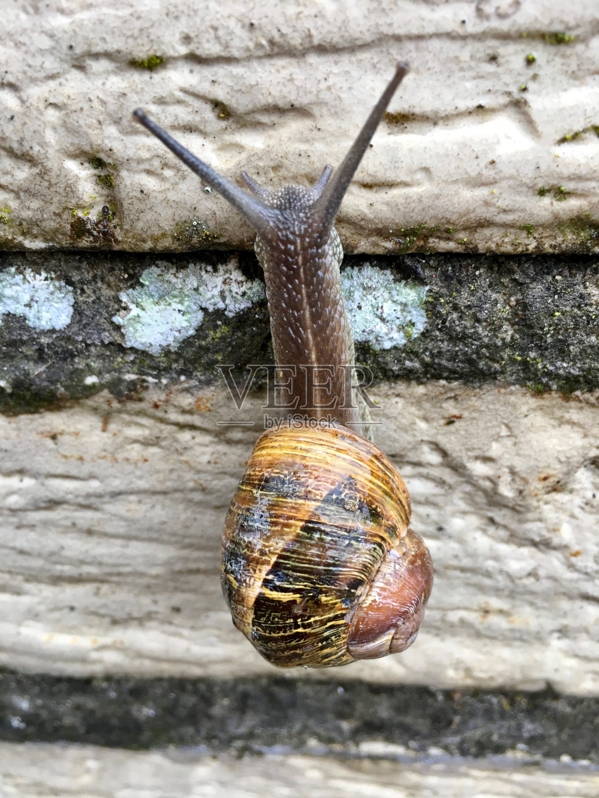 欧洲蜗牛（科努阿斯珀苏姆）照片摄影图片
