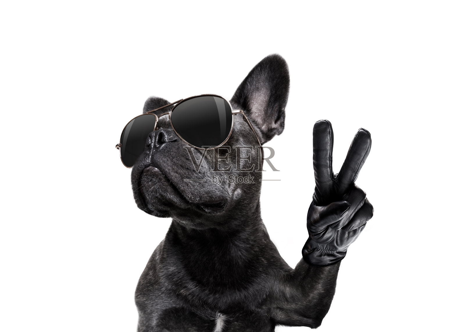 狗狗戴着太阳镜和和平的手指照片摄影图片
