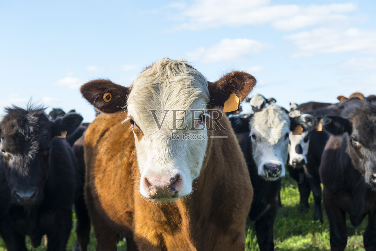 牛——乌拉圭照片摄影图片