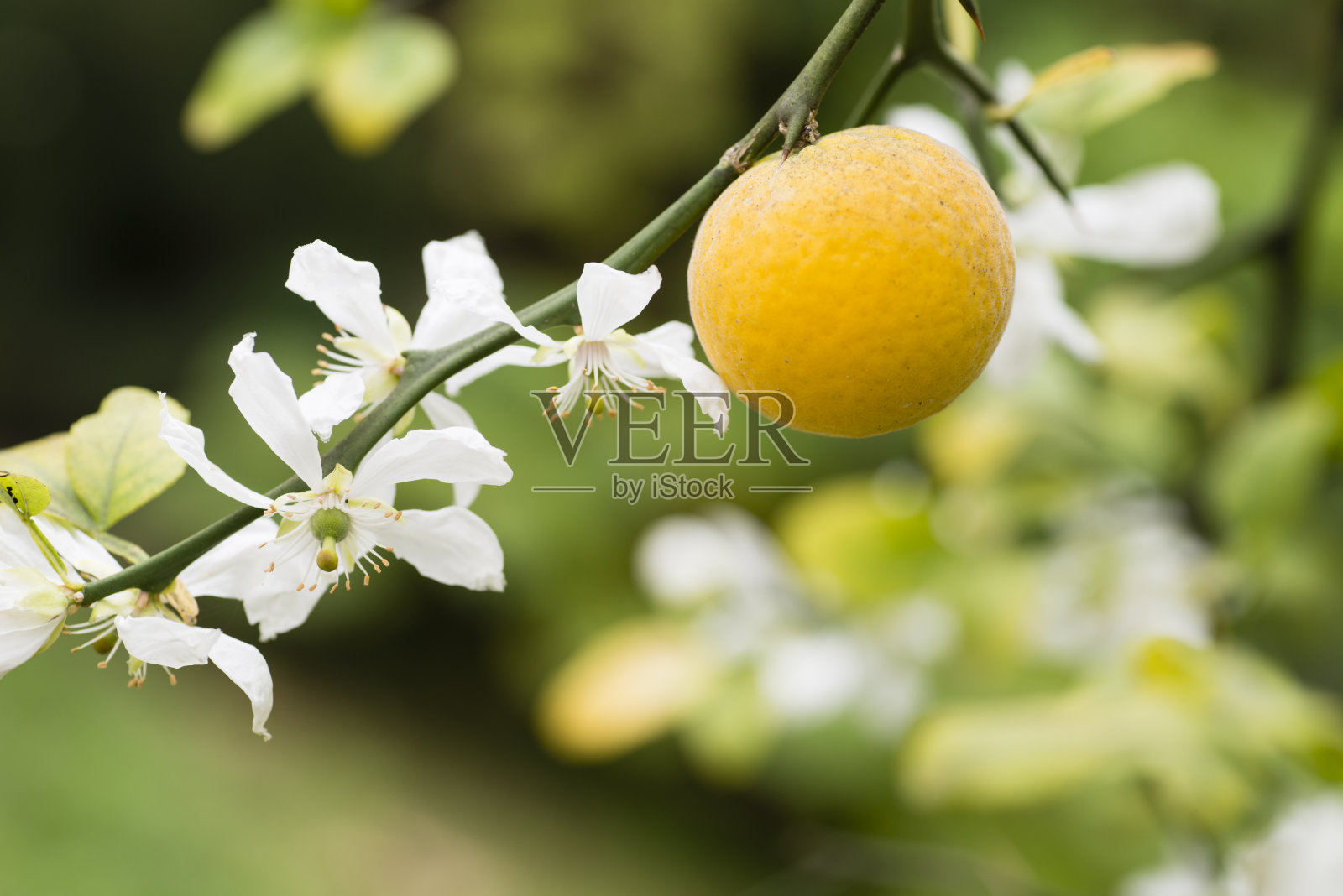 三叶橙树的果实和花照片摄影图片