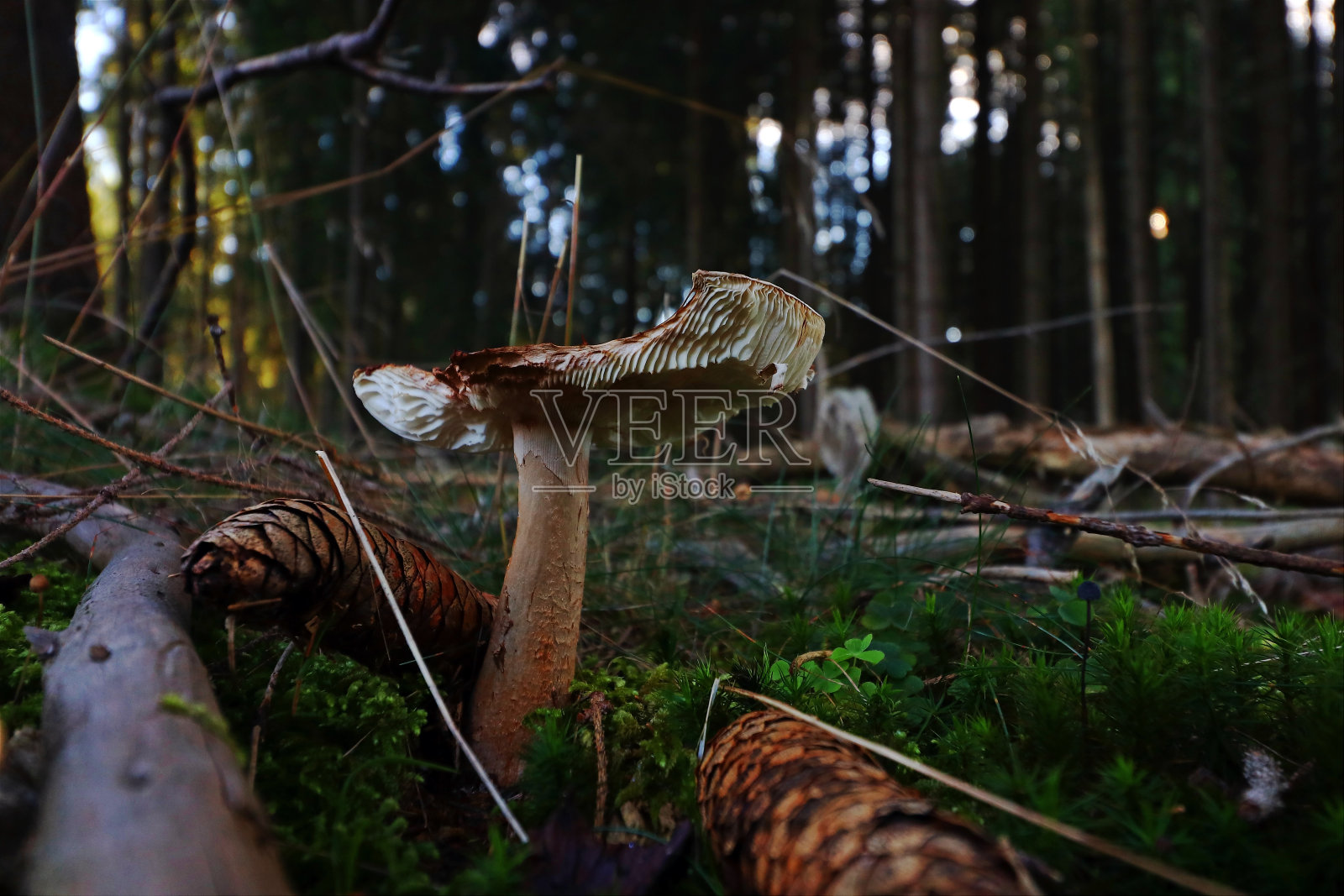 森林里蘑菇的特写照片摄影图片