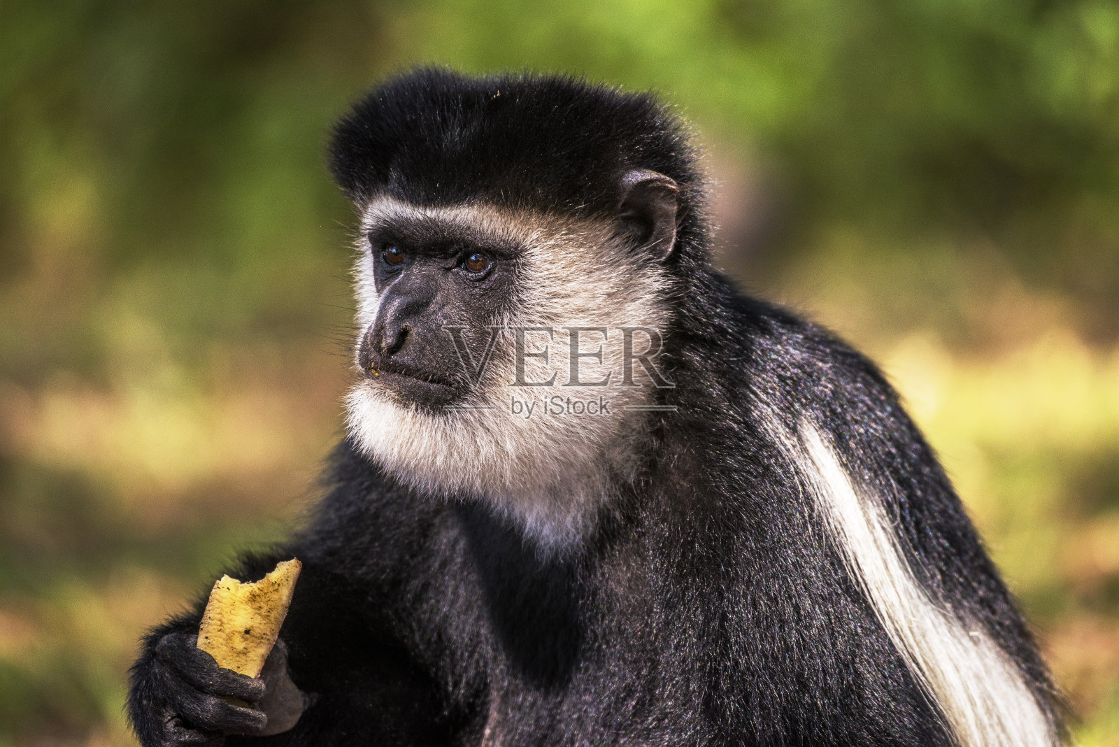肯尼亚奈瓦沙湖的Elsamere，黑白疣猴在吃和看。照片摄影图片