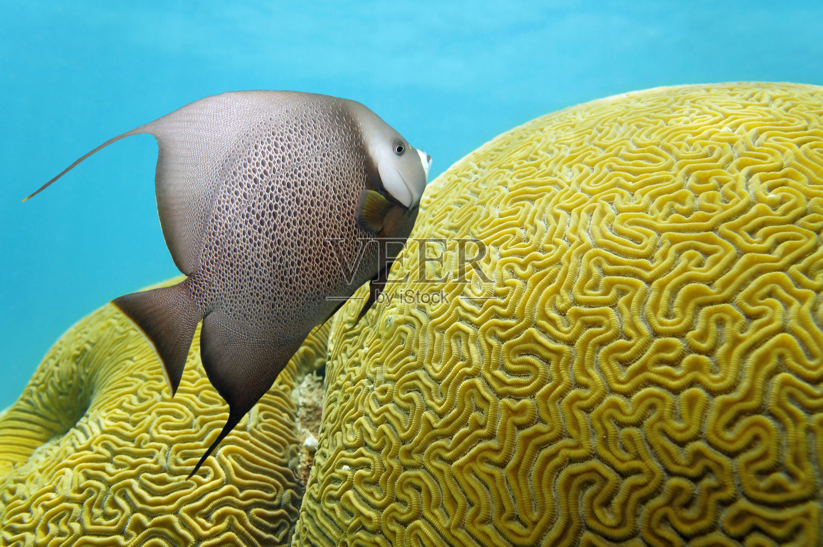 神仙鱼和脑珊瑚照片摄影图片