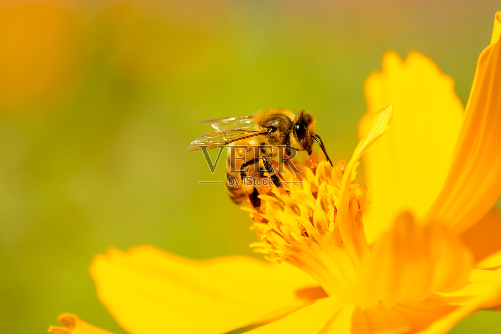 雏菊花上的蜜蜂。照片摄影图片
