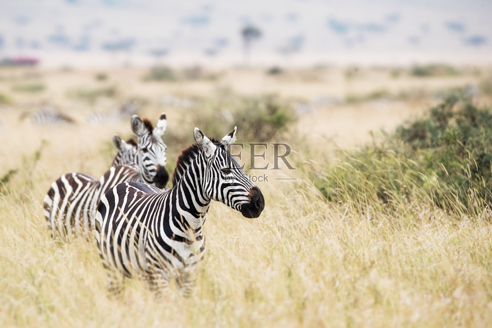斑马在肯尼亚寻找与拷贝空间的一边照片摄影图片