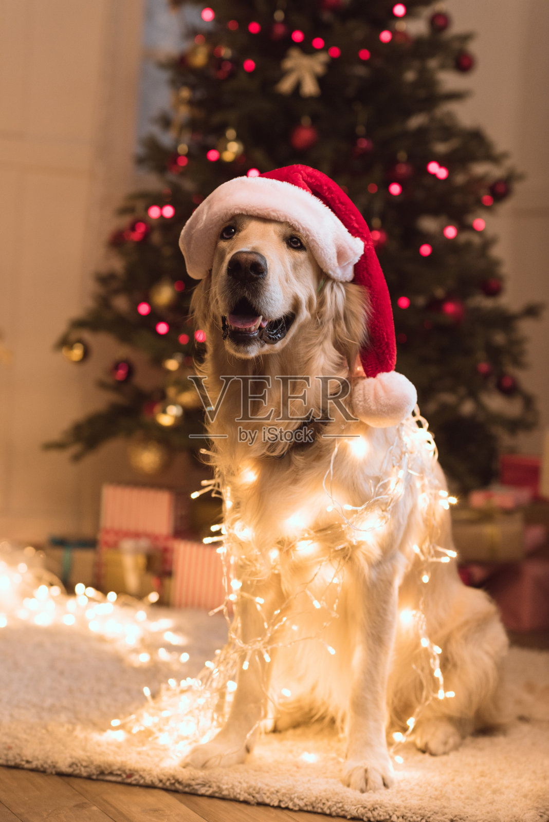 戴圣诞帽的狗照片摄影图片