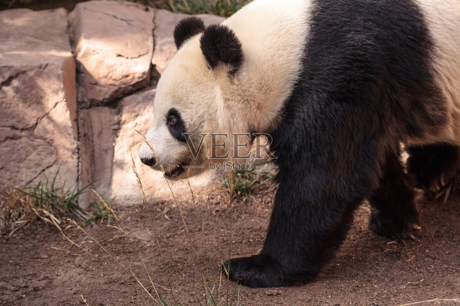 大熊猫被称为Ailuropoda melanoleuca照片摄影图片
