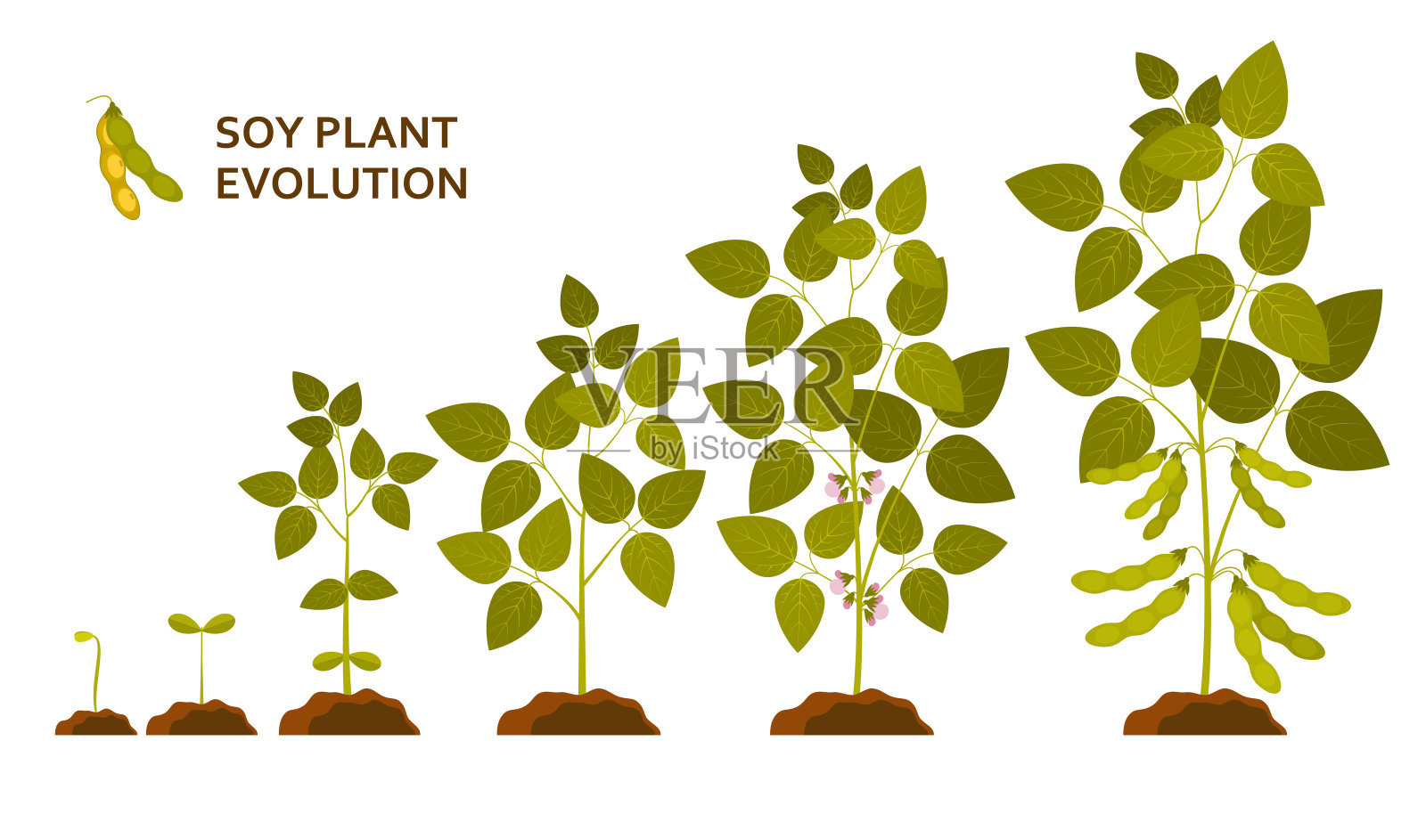 大豆植物进化与叶，花和荚插画图片素材