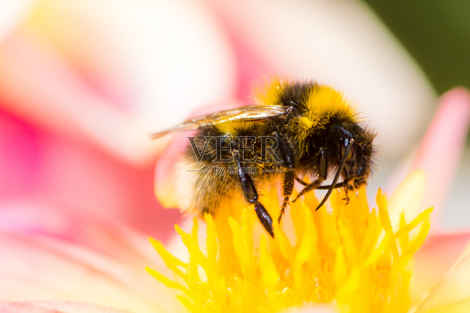 大黄蜂在大丽花中采集花蜜照片摄影图片