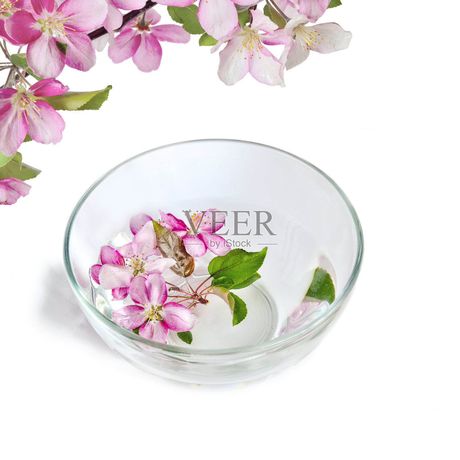 粉红色的樱桃花或苹果树花漂浮在碗里和水照片摄影图片