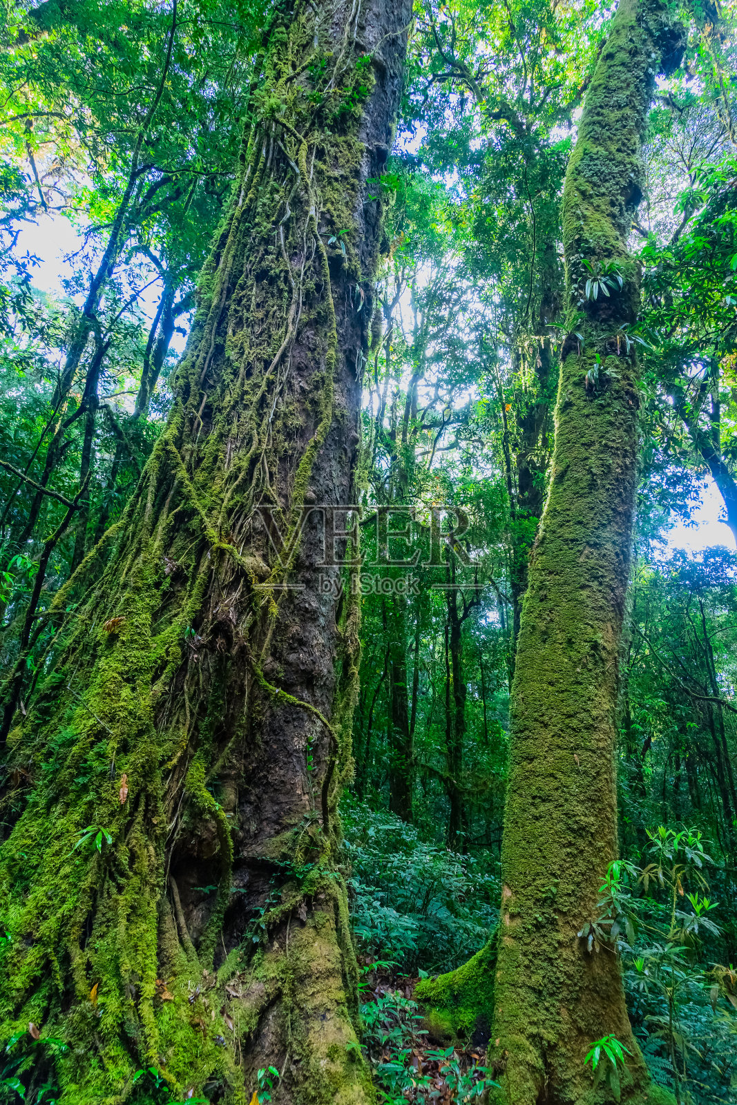 热带雨林的树上长满了苔藓。照片摄影图片