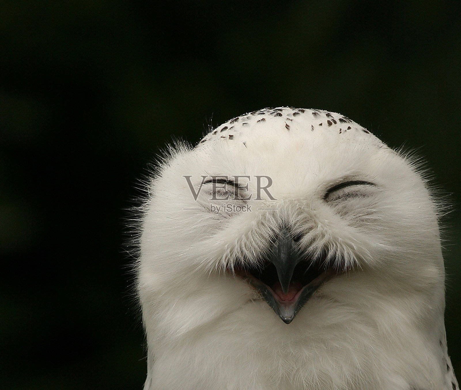 快乐的雪猫头鹰照片摄影图片