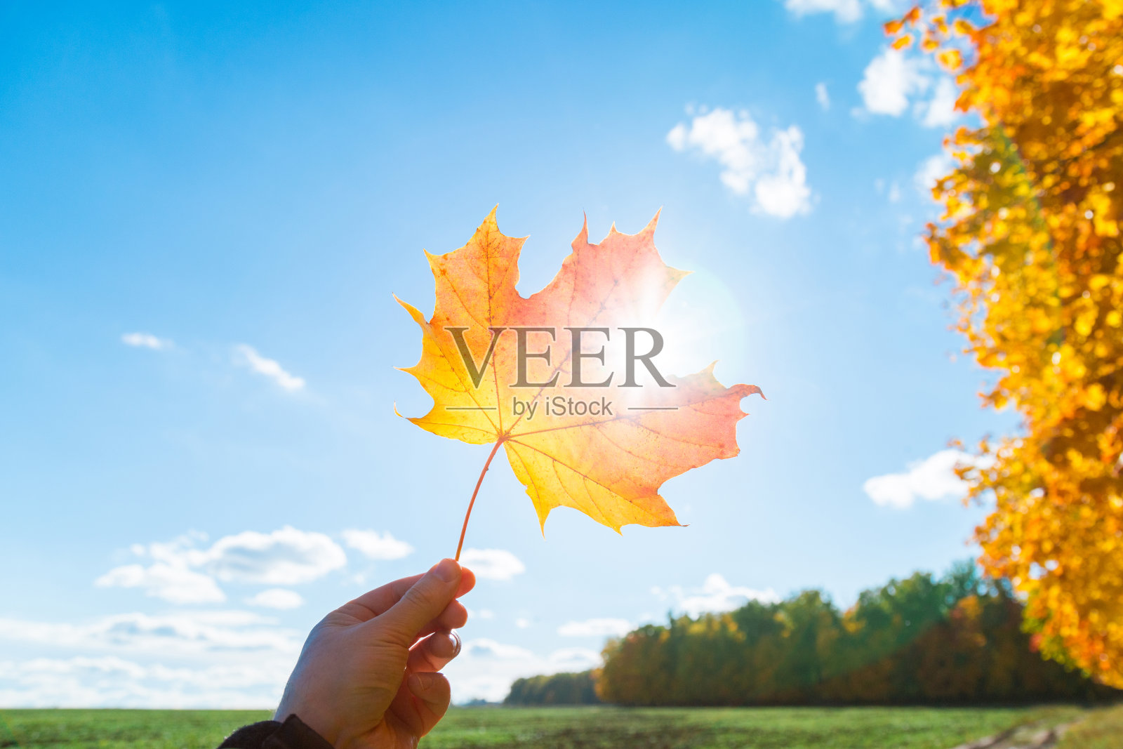 男手握多色的枫叶,映衬着湛蓝的天空和阳光的光芒秋天的时间的季节