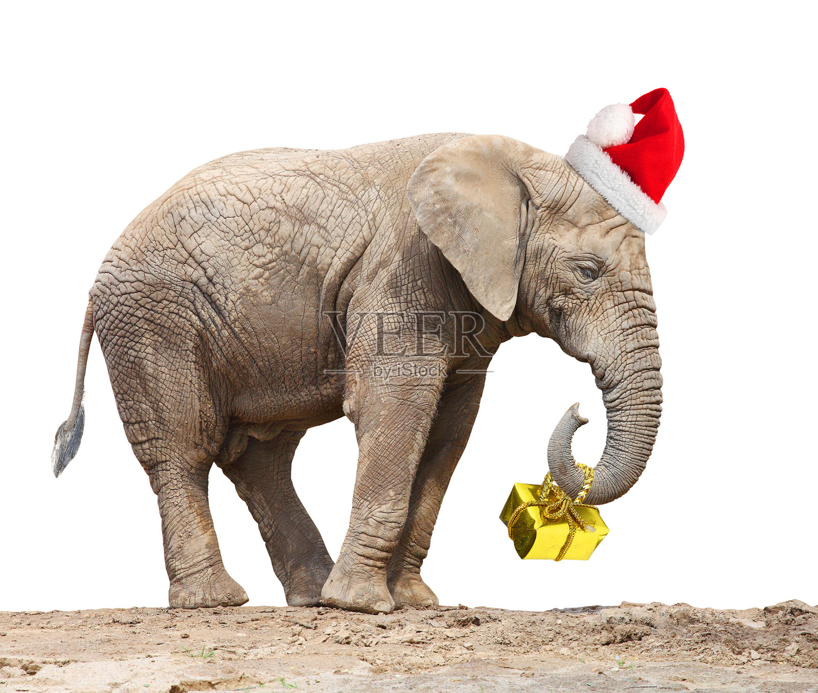 戴着圣诞帽送圣诞礼物的非洲大象。照片摄影图片