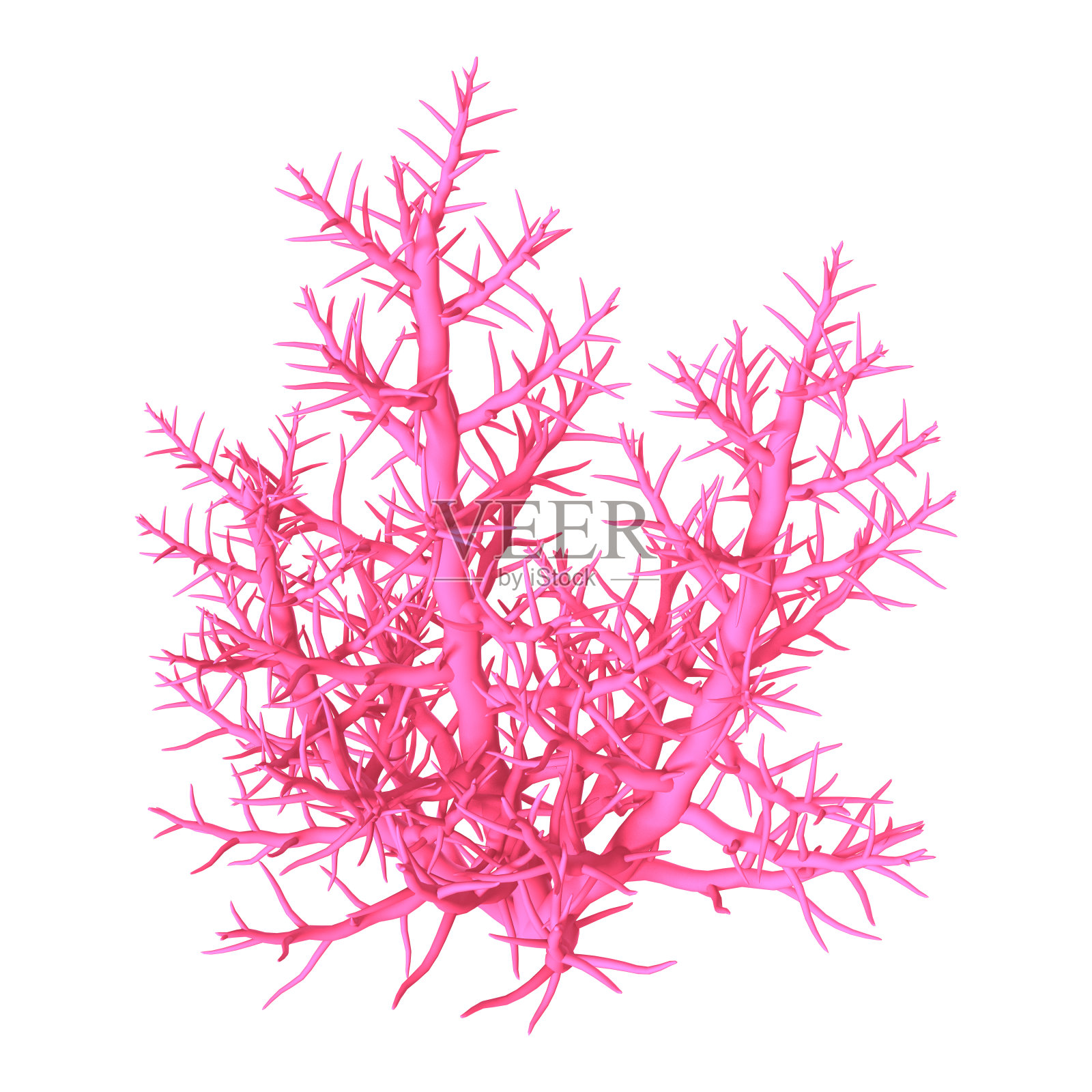 3D渲染珊瑚在白色照片摄影图片